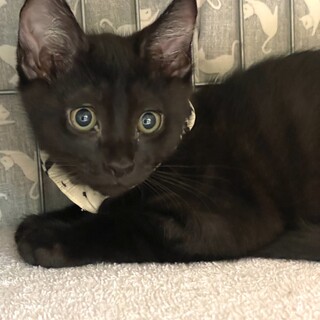 やんちゃなふわふわ黒縞くん