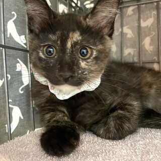 おっとりタレ目が可愛い女の子