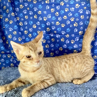 ヤンチャだっていいじゃない。子猫だもの。茶太郎