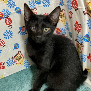 ヤンチャだっていいじゃない。子猫だもの。クロ助
