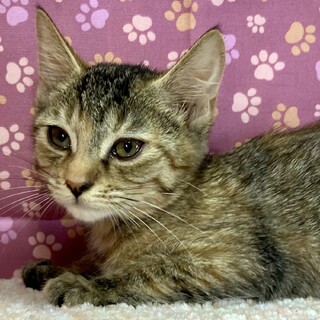 そのうちやるさ！マイペースなぽんちゃん2ヶ月半