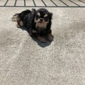 とても大人しい極小チワワ