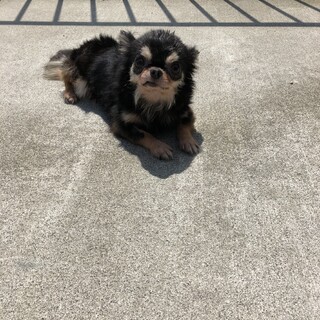 とても大人しい極小チワワ