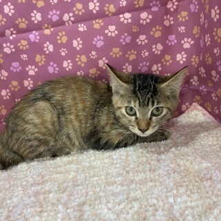 賢者にゃる子。とても聞き分けが良い子です。2ヶ月半