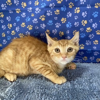 おしゃべり大好き抱っこも大好き！茶太くん2ヶ月半