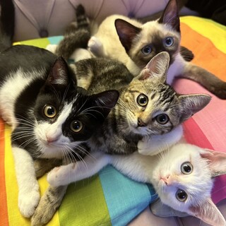 【8/13芝浦】ブルーアイ&シャム＆アメショ…