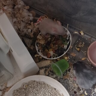 ハムスターの赤ちゃん