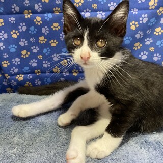 あなたの側にそっと寄り添う献身猫(嘘)。ランくん