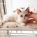 やんちゃで元気いっぱい！青い目の子猫です