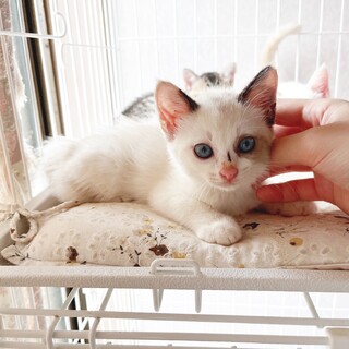 やんちゃで元気いっぱい！青い目の子猫です