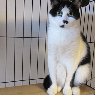 ハチワレの女の子ゆきちゃん　3才位