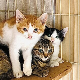 かわいい親子猫