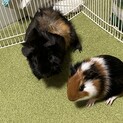 モルモット2匹の新しいご家族募集