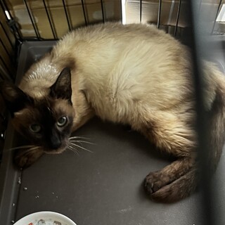 シャムミックス推定5歳くらい