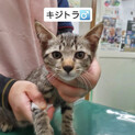 大人しいキジトラくん