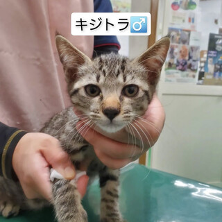 大人しいキジトラくん