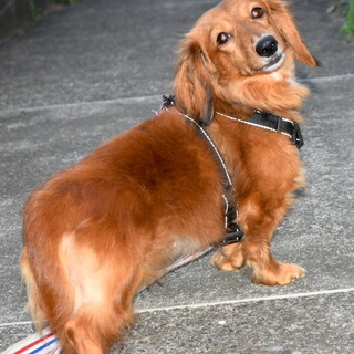 甘えん坊で運動神経抜群のMダックス、サク