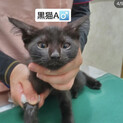 可愛い黒猫くん