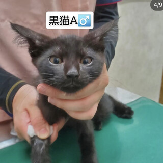 可愛い黒猫くん