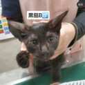 凛々しい黒猫くん