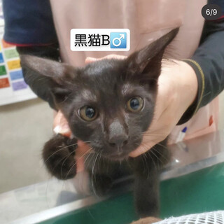 凛々しい黒猫くん