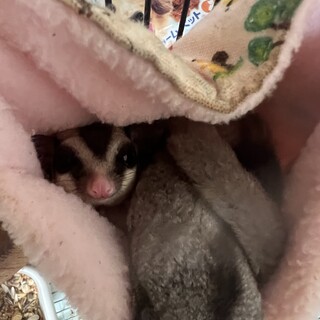 フクロモモンガ　オス　メス