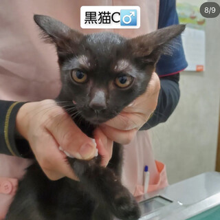 凛々しい黒猫くん