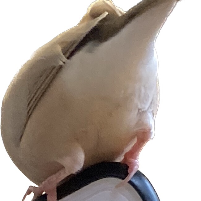 文鳥好きすぎのカバー写真