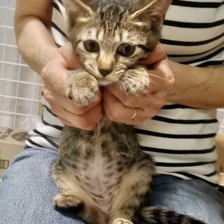 トライアル決定！！月くん,キジの男の子