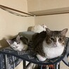 よっかじゅ