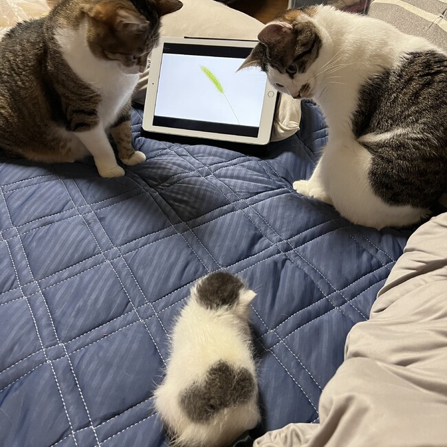 よっかじゅのカバー写真