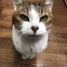 にゃーこおばあちゃん