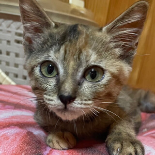 【急募】ゴロゴロが止まらないビビちゃん！