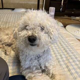 約12歳のトイプードル里親緊急募集
