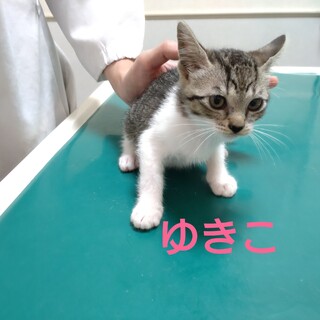 美猫ガール★ゆきこ★キジ白