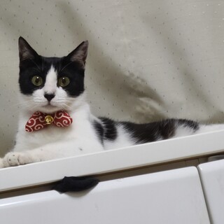 めっちゃ可愛い声で呼びます。　人も猫も大好き