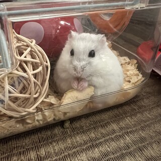 お目目くりくりの可愛いハムちゃんです