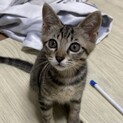 呼べば飛んで走ってくる2ヶ月のリュウ君です！