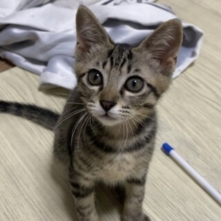 呼べば飛んで走ってくる2ヶ月のリュウ君です！