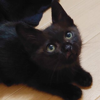 怪我してた仔猫を保護。完治したので里親募集します！