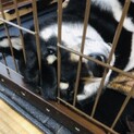 柴犬 メス