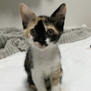 ひっつき虫な可愛い2ヶ月のミリちゃんです！！