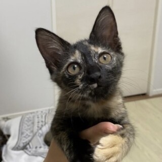 肩に乗ってくる！かまちょな2ヶ月のエナちゃんです！