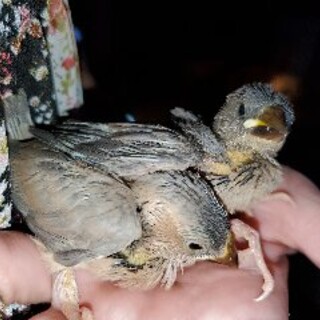 文鳥 × 熊本県が募集対象」鳥の里親募集情報 :: ペットのおうち【里親