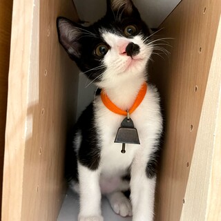 福岡：動物病院発！ハチワレチョビヒゲぽんつく君