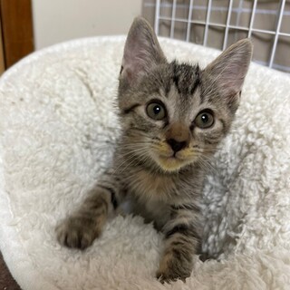 8/13 荒川区西尾久譲渡会参加　楽(たのし)君