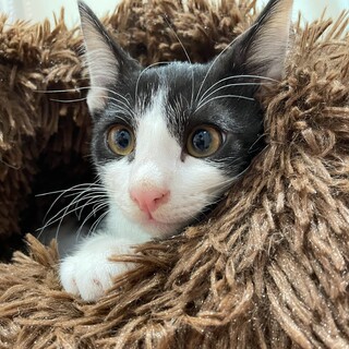 福岡：動物病院発！ハチワレとっとくん