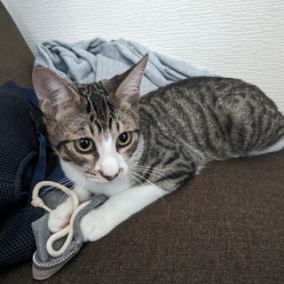 ❤️《だいず君》お鼻の模様がオンリーワン
