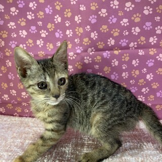夢だけど夢じゃなかった！サツキの夢は叶うかな？