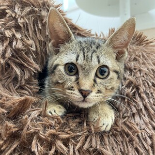 福岡：動物病院発！控えめ甘えた女の子